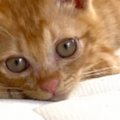 『無邪気で可愛らしかった子猫』が成長した結果…飼い主困惑の『まさか…