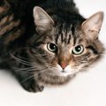 猫と『目が合った時』のNG行為とは？ダメな理由と正しい対応4つ