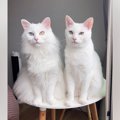 モデルのように美しい『２匹の白猫』→顔をよーく見ると……あまりにも&q…
