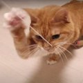 早すぎて見えない！猫ちゃんの連続高速猫パンチ♡