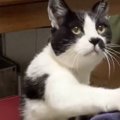 『大切なお話が…』猫が飼い主を呼ぶときの仕草が真剣すぎると話題に→…