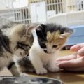 猫に好かれる息子→保護子猫に『手のひら』を差し出してみた結果…悶絶…