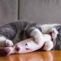 猫があなたを『遊びに誘っている』5つのサイン　信頼関係がもっと深まる応…