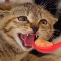 『威嚇する保護子猫』に『おやつ』を差し出した結果…直後の『可愛すぎる光…