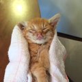 引き取り手がない『350gの目も開かない子猫』を家族に迎えた結果…想像を超…