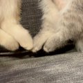 ソファでいっしょに寝ていた2匹の子猫…まさかの『シンクロ』した寝相に「…