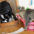 先輩猫が『子猫の悪事』を見てしまったら…まさかの表情が面白すぎると…