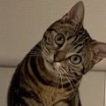 猫の知識を勉強するメリット４つ