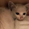 ノミと汚れで灰色だった子猫→シャンプーした結果……思わず驚く"シ…