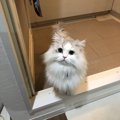 猫にお風呂は絶対必要？シャンプー頻度とコツ３つ