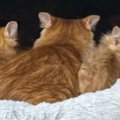 窓辺のハンモックの上で並ぶママ猫と子猫たち…半年後に撮影された『素…