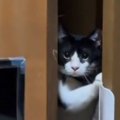 部屋に『知らない人』→猫がのぞき見にきたと思ったら…猫とは思えない…