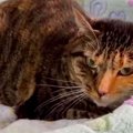 首を噛まれた瀕死の子猫…危篤を乗り越え奇跡の回復！