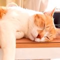 朝４時から飼い主を振り回しまくる猫→大変だけど幸せな、『愛おしい日…