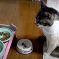 食べ足りなかったらしい…静かなる抗議をする猫ちゃん