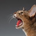 猫がいつもより『おしゃべり』なときの理由3選　愛猫が伝えたいサイン…
