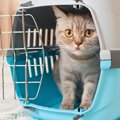 新幹線に猫を持ち込みする時の方法や料金、注意点まで