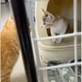 新入り猫を迎えた初日にパンチしていた先輩猫→2日目になると…仲良くな…