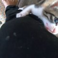 出かける準備をしていると、『2匹の子猫』が近づいてきて…想像以上の『猛…