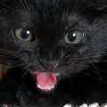 シャーと威嚇していた保護子猫→3日目に見せた『まさかの表情』に1万い…