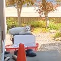 春に出会った"裏庭に迷い込んできた猫"→保護から２年…"…