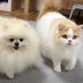 猫と犬に久しぶりに『一緒に寝よう』と伝えたら…あまりにも『愛おしい…