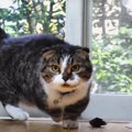 猫ちゃんたちのスイッチ！オン・オフ