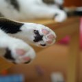 猫が飼い主の『腕や太もも』をけりけりするのはなぜ？５つの気持ち