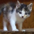 『側溝にひとりぼっちで落ちていた子猫』→連れて帰った結果…思っていたの…