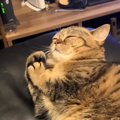 目を閉じて横になっている猫→『おてての動き』を見てみると…まさかの…