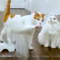  立ちはだかる透明の壁！その先に待つご褒美に挑む猫ちゃんたち