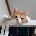 愛猫が『飼い主さんをからかっている』ときの4つの仕草　猫もふざけて楽し…