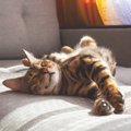 猫が安心して眠れる『ベッドの置き場所』3つ　快眠につながる環境作りのコ…