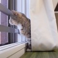 お外をじ～っ。雨音が気になる猫ちゃんたち