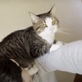 甘えたいアピールが半端ない猫ちゃんの激カワ行動♡