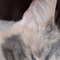 透明感のある毛色がきれいな三毛猫→『寝顔』を見てみると…衝撃の『表…