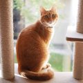 猫のおしゃれグッズでもっと楽しいネコライフを！おすすめ商品8連発