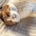 朝から甘えん坊モード全開の三毛猫→ゴロゴロと喉を鳴らして…『幸せす…