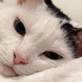 寝転がっている猫に『指を近づけた』結果…まるで充電をしてくれているよう…