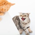猫がたまらず『シャー！』とキレてしまう瞬間3選　そのときにやっては…