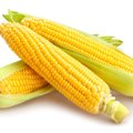 【獣医師監修】猫はとうもろこしを食べても大丈夫？栄養の効果や与える際…