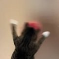 お風呂のドアを掃除していると、『動きに合わせて猫が』…まさかのキレ…
