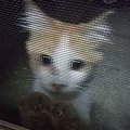 『家の中をジィーっと覗く猫』出会って5年が経過→現在の様子が……"…