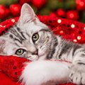 猫とすごす『クリスマス』に潜む危険なトラブル3選　聖夜を安全にすご…