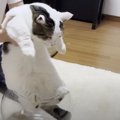 "猫は液体"説をくつがえす！？固体すぎるきょうだい猫ちゃん