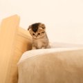 赤ちゃん猫が『高所に登ってしまった』結果…予想外の結末が微笑ましす…