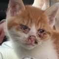 置き去りにされていた『目が開かない子猫』→保護された結果…見違える…