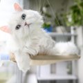 猫の『肩こり』はどう解消する？原因と3つのほぐし方