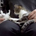 パパさんの膝に集まる猫ちゃんたち♡