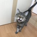 【あるある】忙しい時にかぎって猫が話しかけてくるのはなぜ？